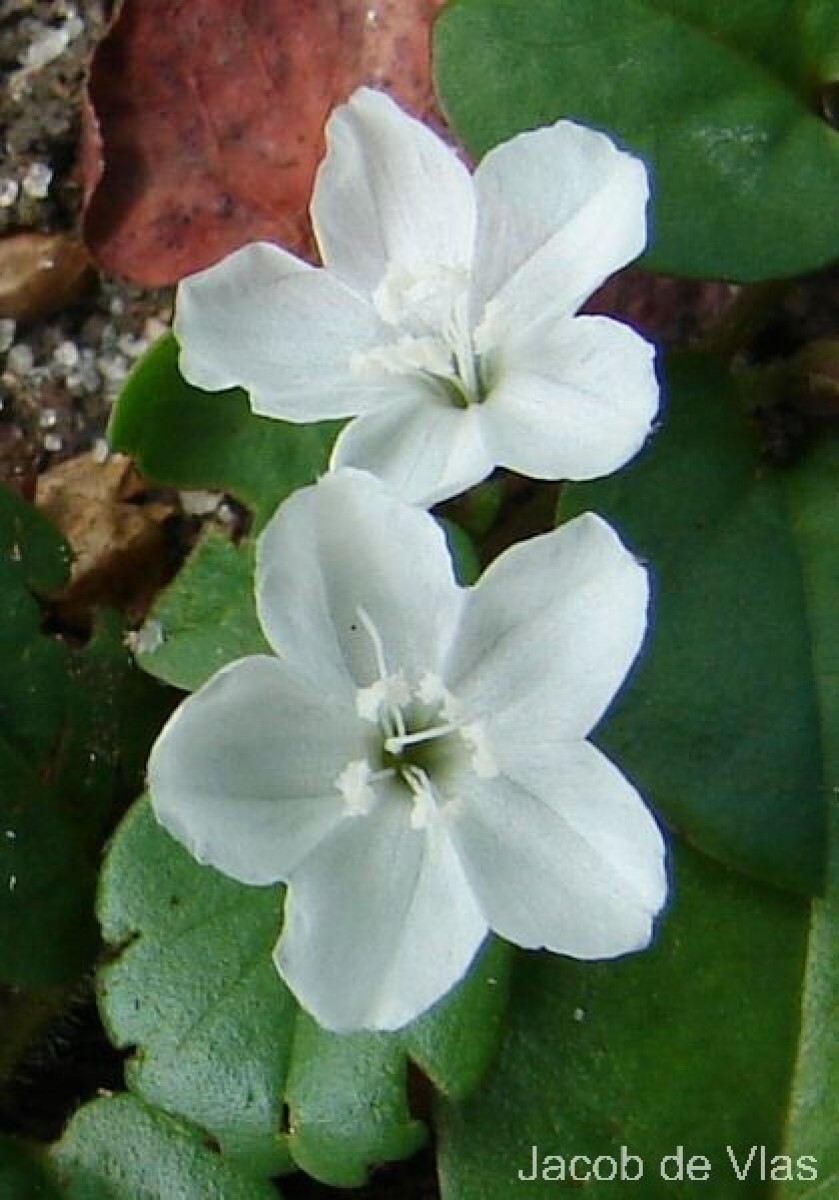 Evolvulus nummularius (L.) L.